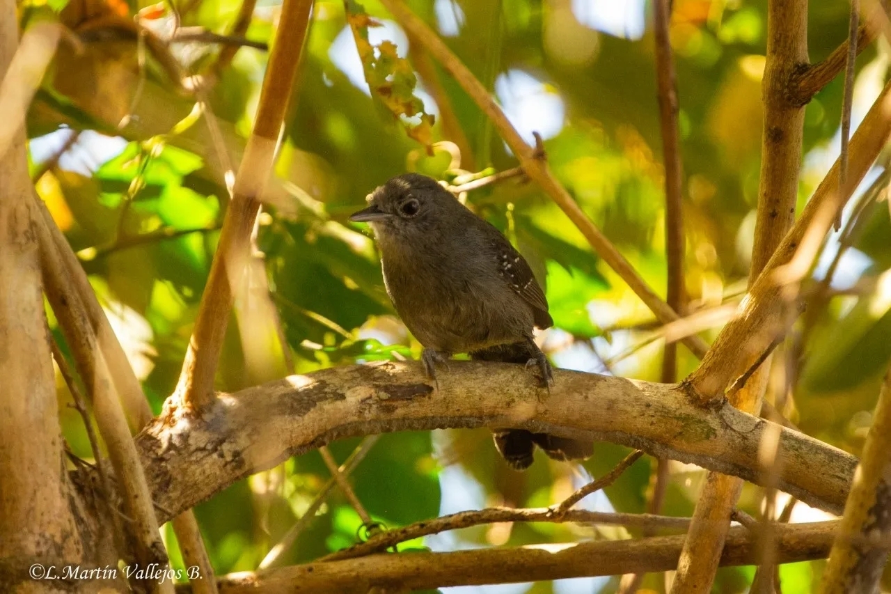 Mato Grosso Antbird (Cercomacra melanaria), photo 7