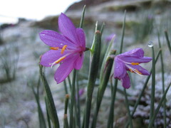 Olsynium douglasii