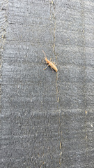 Parisopalpus nigronotatus