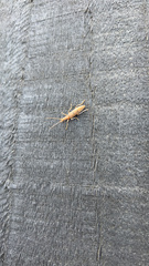 Parisopalpus nigronotatus