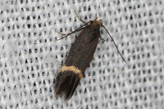 Aproaerema simplexella