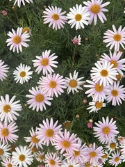 Argyranthemum