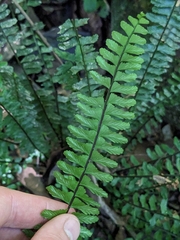 Asplenium