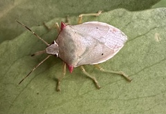 Brontocoris nigrolimbatus