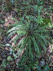 Asplenium