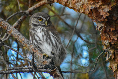 Glaucidium nana
