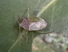 Sinopla perpunctatus