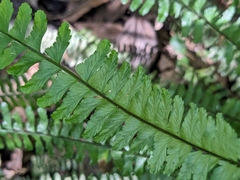 Asplenium