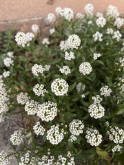 Lobularia
