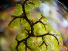 Hymenophyllum multifidum
