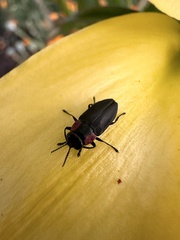 Romanophora verecunda