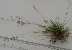 Eragrostis leptostachya