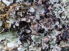 Cetrelia cetrarioides