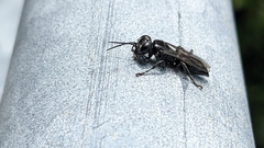 Tachysphex nigerrimus