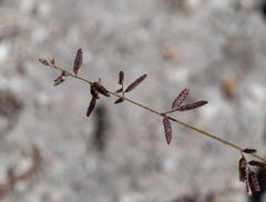 Eragrostis leptostachya