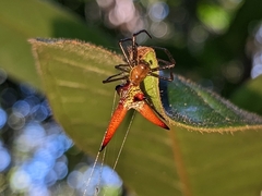Micrathena militaris