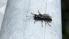 Tachysphex nigerrimus