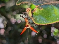 Micrathena militaris