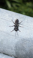 Tachysphex nigerrimus