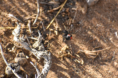 Latrodectus mirabilis