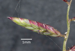 Eragrostis leptostachya