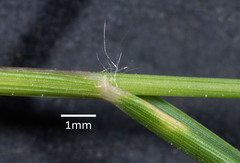 Eragrostis leptostachya