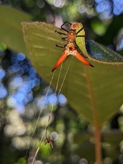 Micrathena militaris