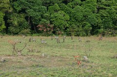 Kobus ellipsiprymnus defassa