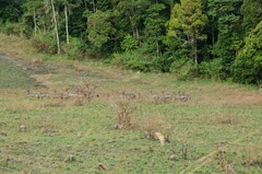 Kobus ellipsiprymnus defassa