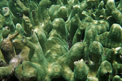 Acropora robusta