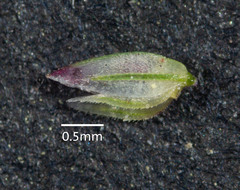 Eragrostis leptostachya