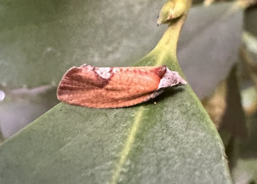 Fruit leaf folders