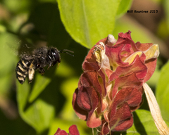 Xylocopa tabaniformis parkinsoniae