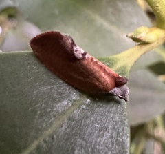 Proeulia auraria