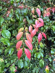Syzygium myrtifolium