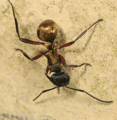 Polyrhachis rufifemur