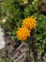Raillardella scaposa