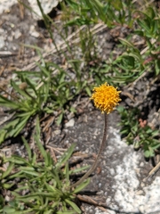 Raillardella scaposa
