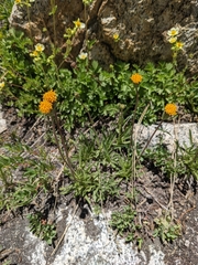 Raillardella scaposa