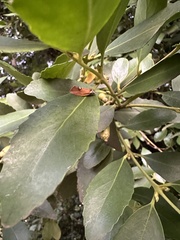 Proeulia auraria