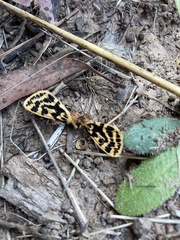 Ardices curvata