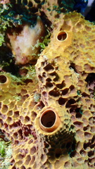 Smenospongia aurea