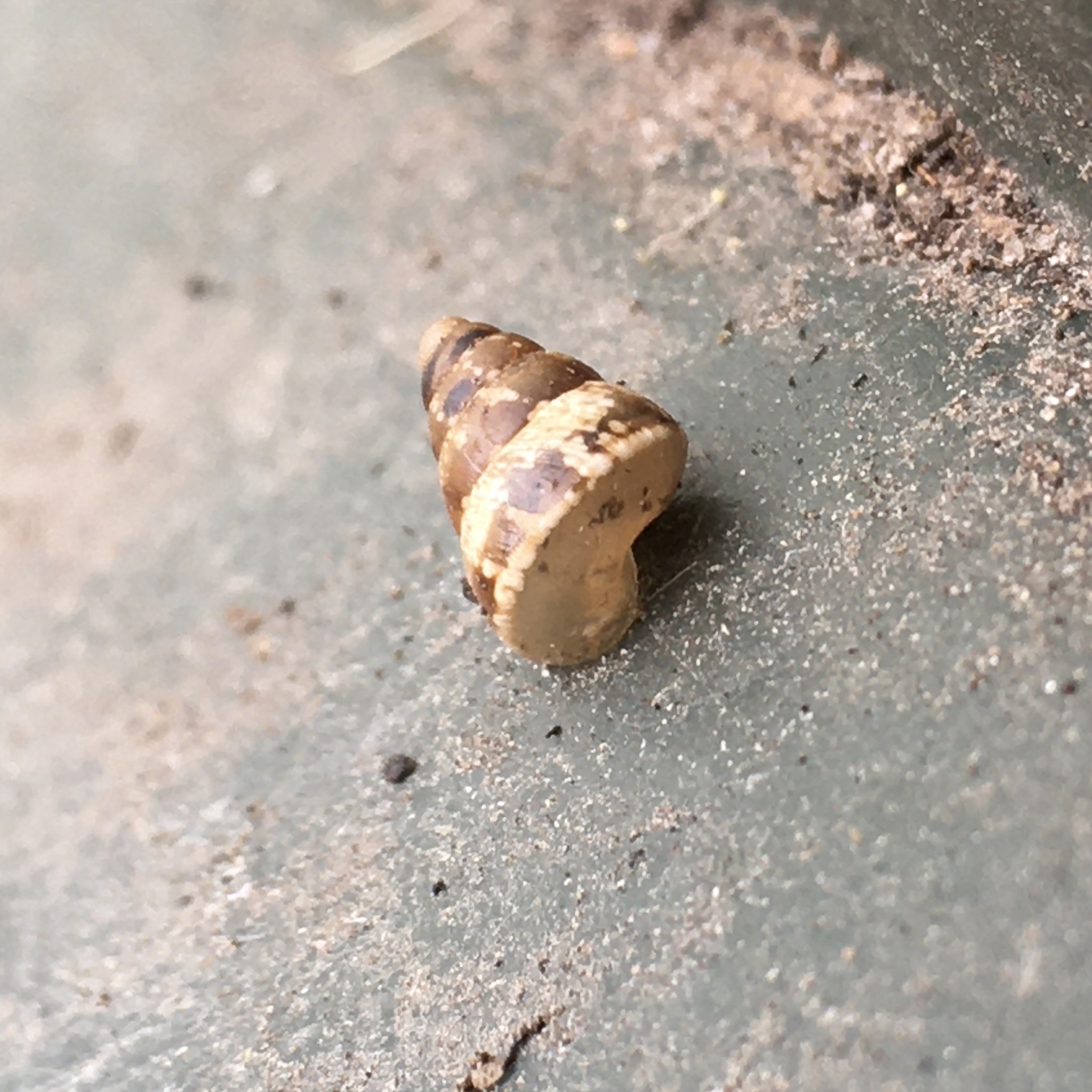 Cochlicella barbara (Linnaeus, 1758)