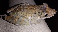 Scinax rostratus