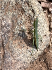 Orthodera ministralis