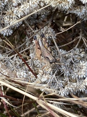 Phaulacridium vittatum