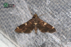 Piletocera aegimiusalis