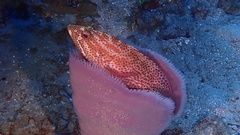 Cephalopholis cruentata