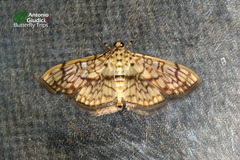 Haritalodes derogata