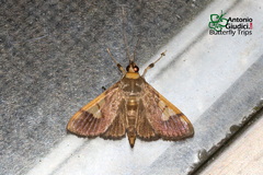 Rehimena